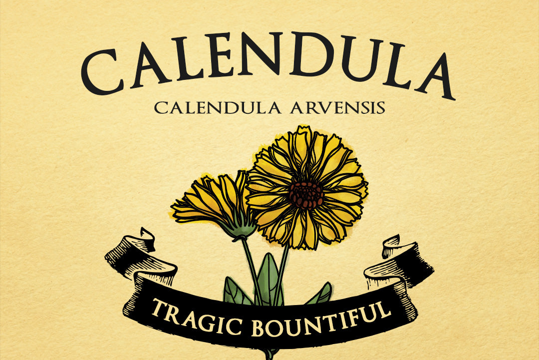 Calendula | Calendula Arvensis | Illustration of 2 calendulas on a yellow background with a black ribbon banner on top of them that reads #TRAGICBOUNTIFUL
