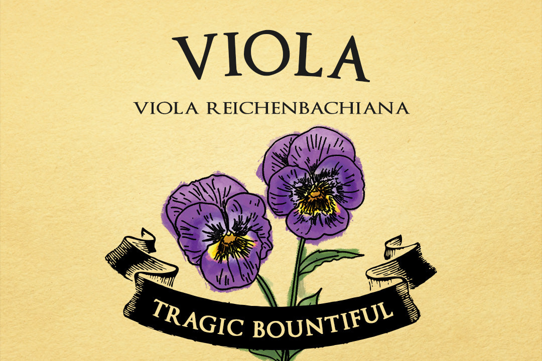 Viola | Viola Reichenbachiana | Illustration of 2 violas on a yellow background with a black ribbon banner on top of them that reads #TRAGICBOUNTIFUL