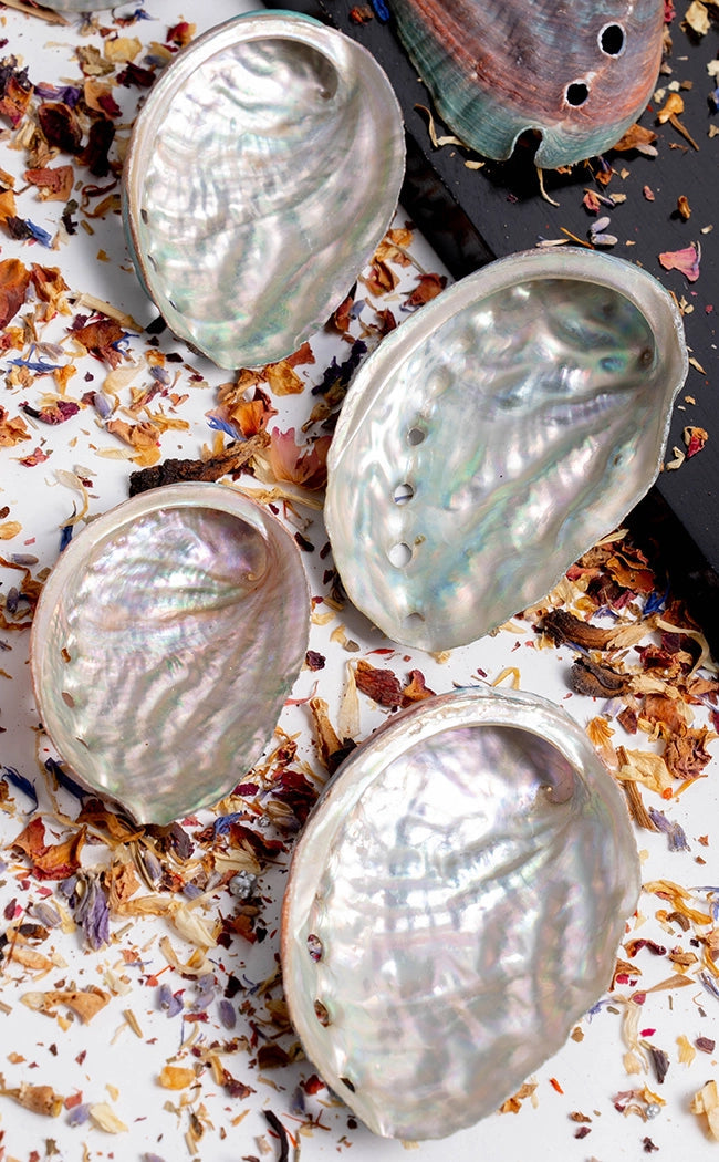 Abalone Shells