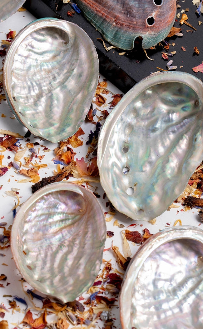 Abalone Shells