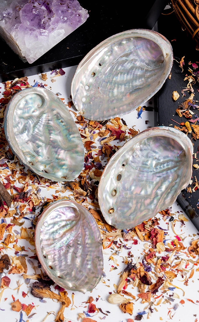 Abalone Shells