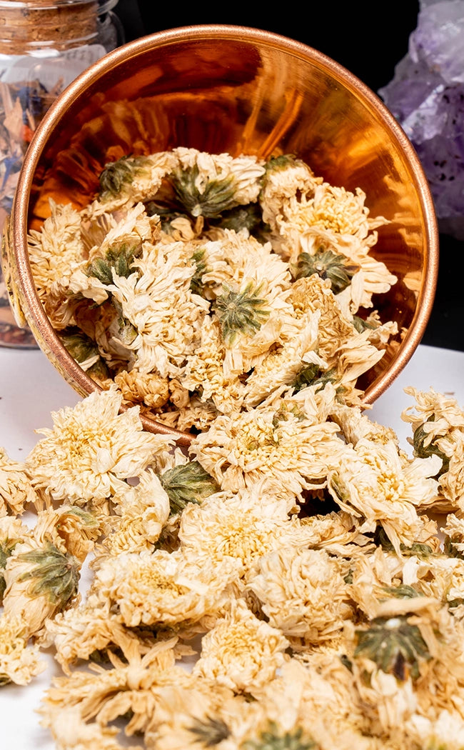 Chrysanthemum Flowers | Witchcraft Herbs
