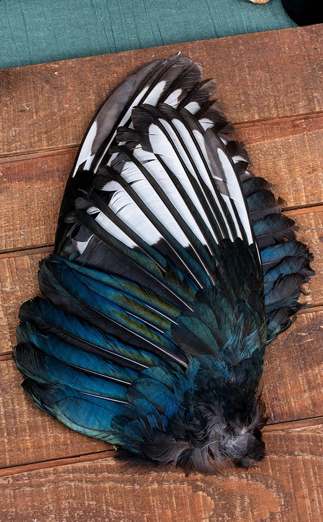 Taxidermy Pair of Magpie Wings