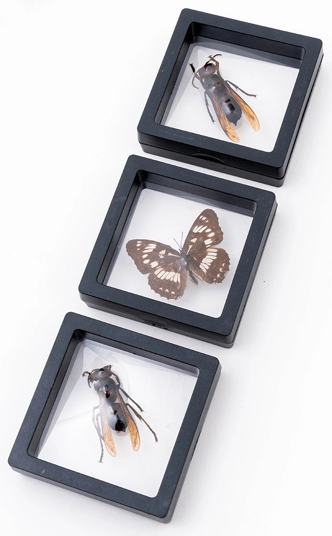 Flying Insects in Display Case Curiosity