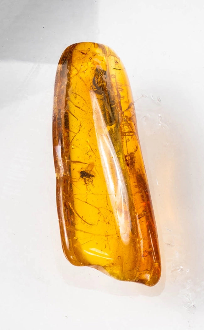 Genuine Baltic Amber with Insects | Rare