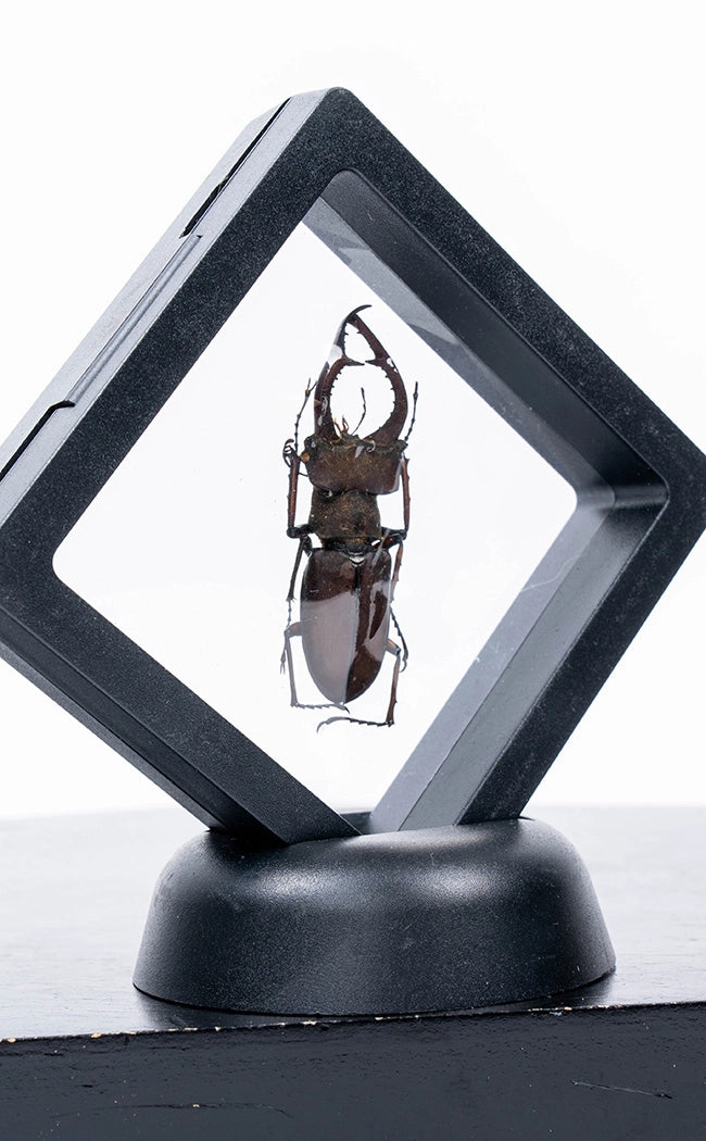 Genuine Beetle in Display Case Curiosity