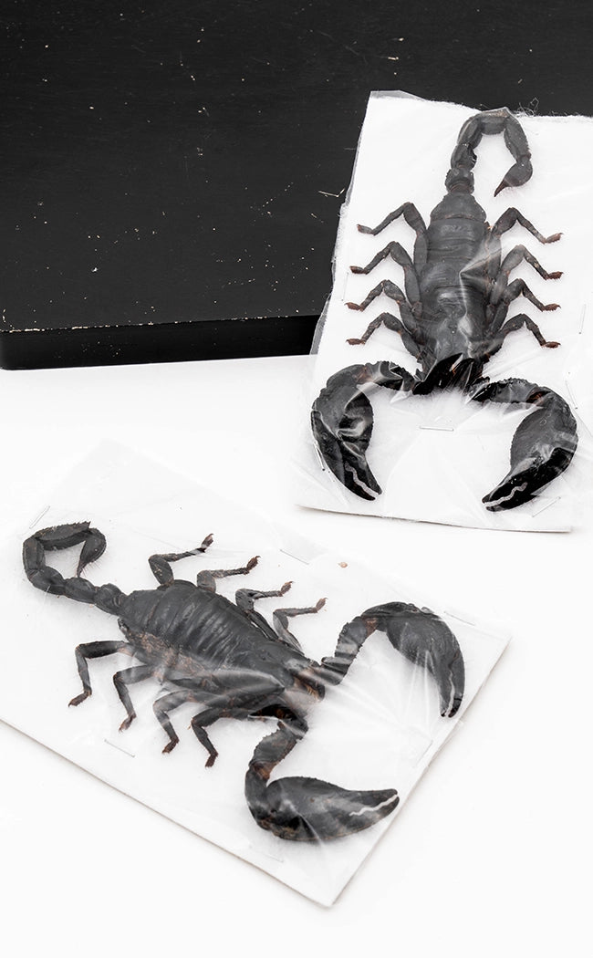 Genuine Real Giant Scorpion (Heterometrus spinifer)