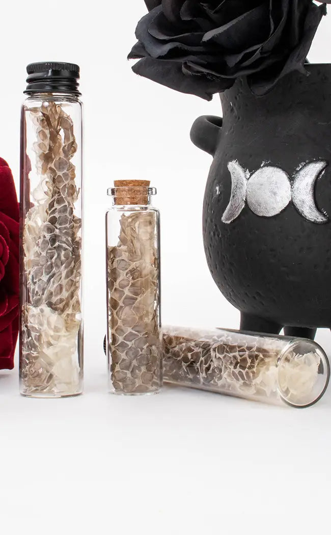 Glass Vial of Snakeskin-Witchcraft Supplies-Tragic Beautiful