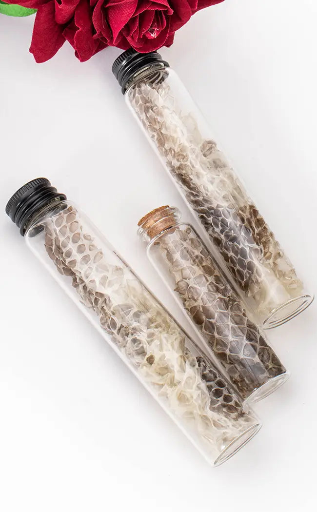 Glass Vial of Snakeskin-Witchcraft Supplies-Tragic Beautiful