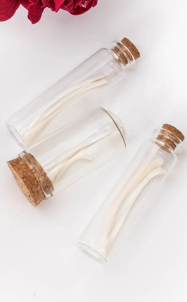 Glass Vial with Fox Rib Bones