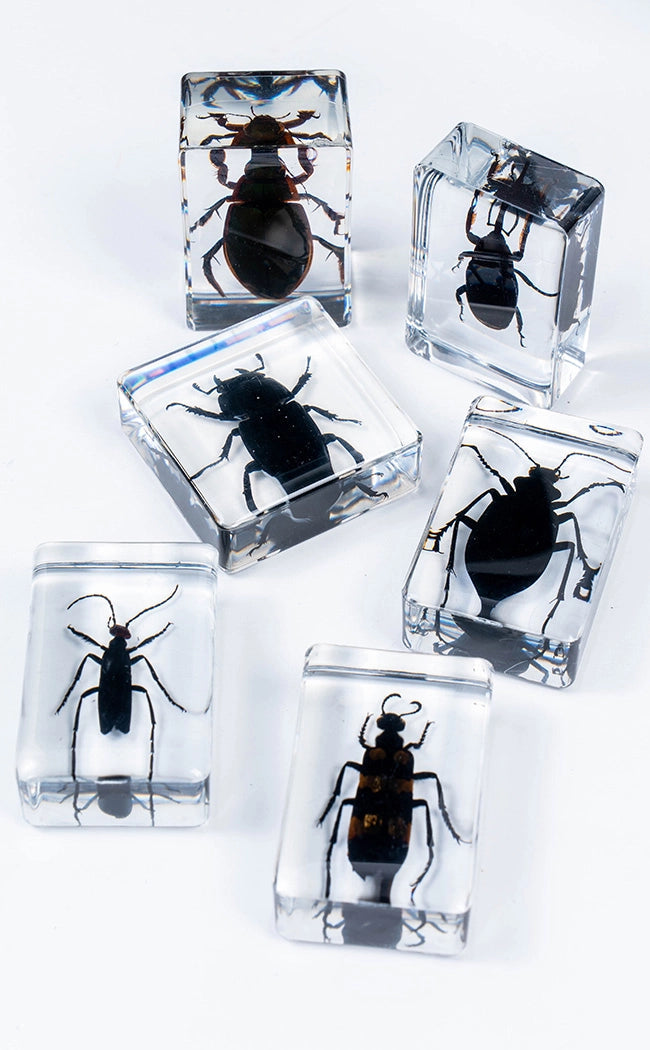 Insects in Resin Curiosity | Beetles