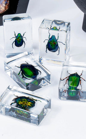 Insects in Resin Curiosity | Beetles