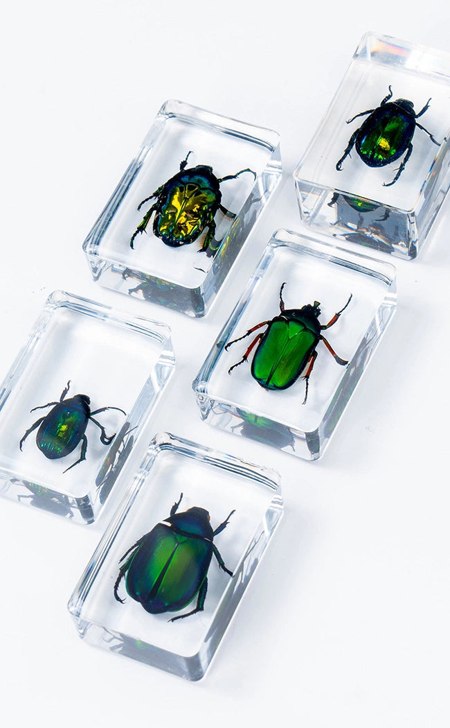 Insects in Resin Curiosity | Beetles