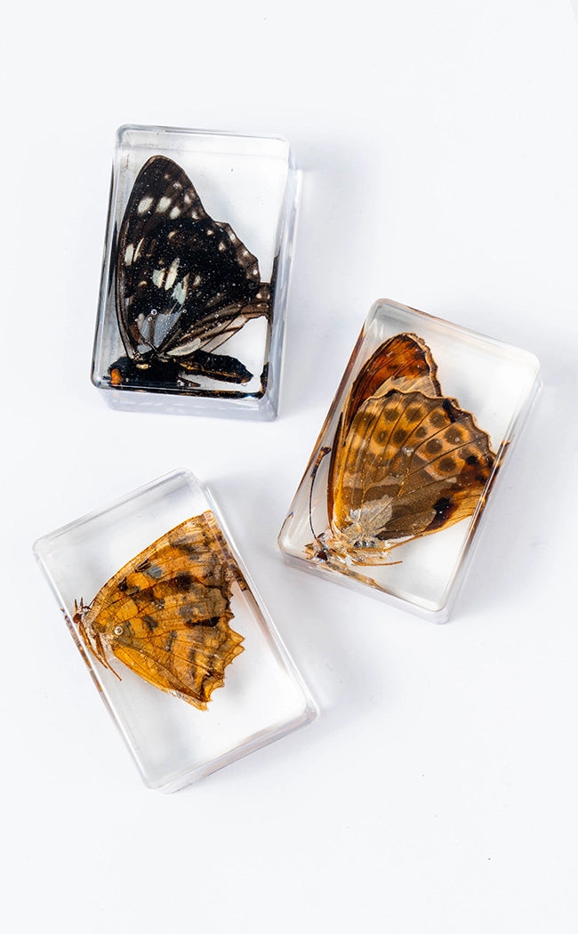 Insects in Resin Curiosity | Butterflies