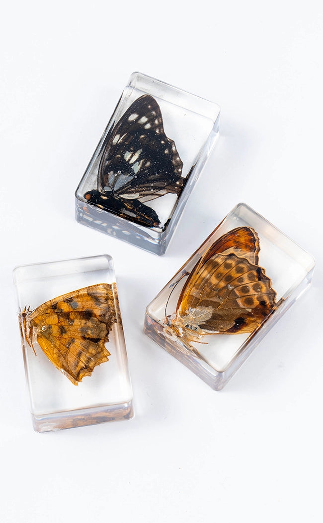 Insects in Resin Curiosity | Butterflies