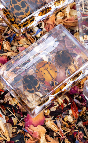 Insects in Resin Curiosity