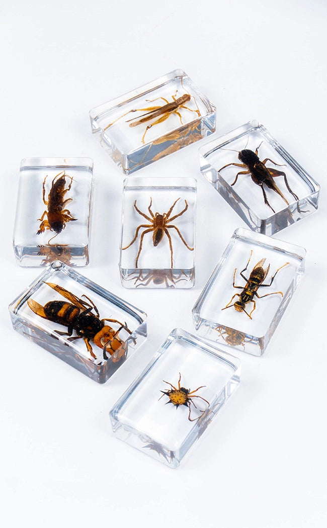 Insects in Resin Curiosity