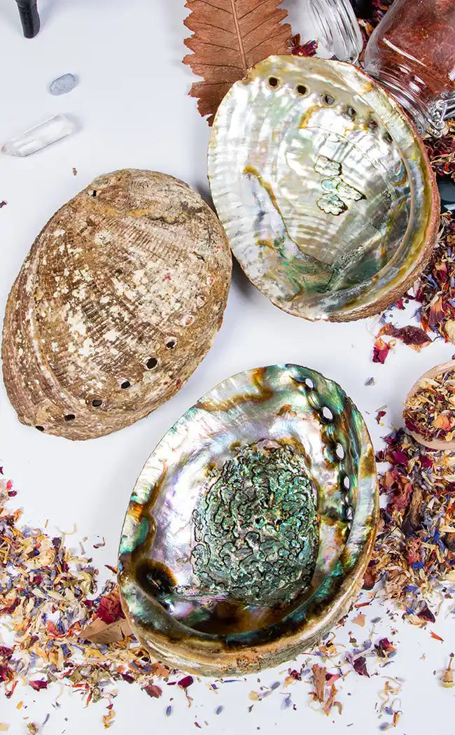 Abalone Shell-Witchcraft Supplies-Tragic Beautiful