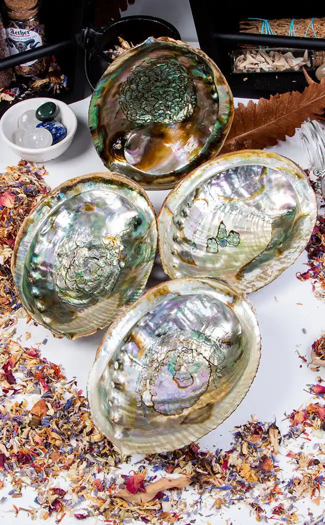 Abalone Shell-Witchcraft Supplies-Tragic Beautiful