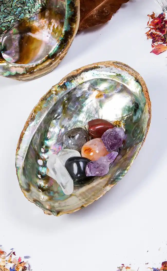 Abalone Shell-Witchcraft Supplies-Tragic Beautiful