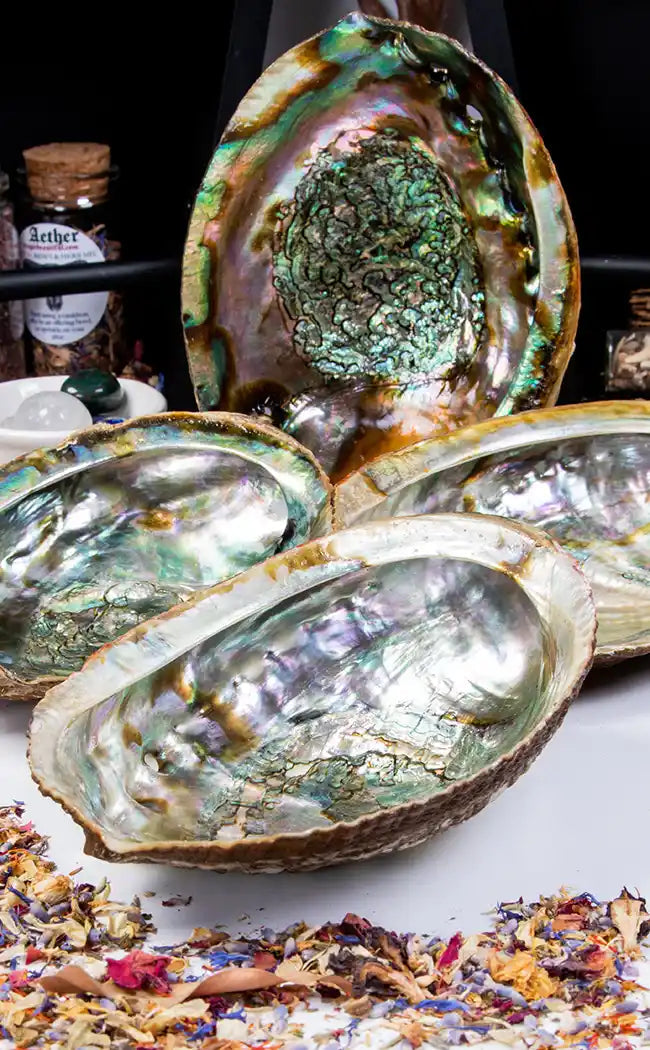 Abalone Shell-Witchcraft Supplies-Tragic Beautiful