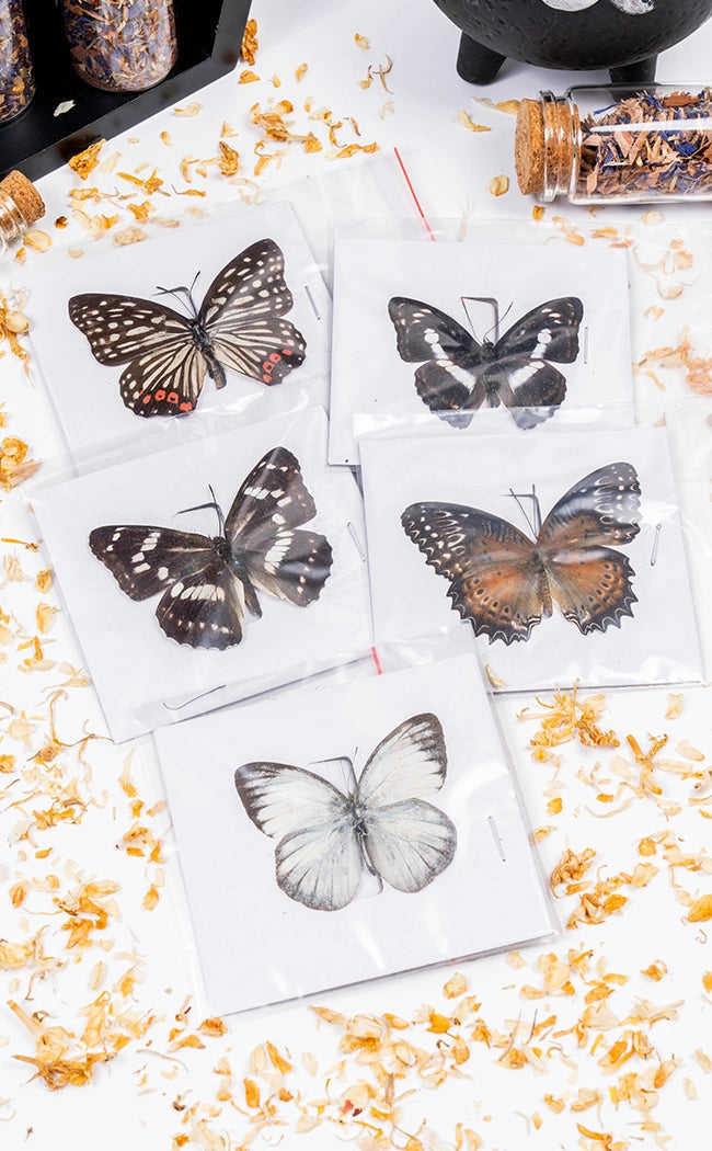Lucky Dip Genuine Butterfly Specimen | S-XL