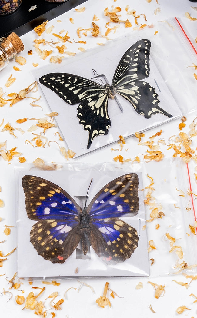 Lucky Dip Genuine Butterfly Specimen | S-XL