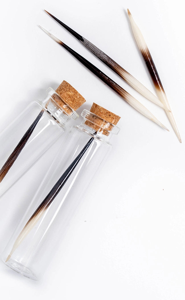 Porcupine Quill in Glass Vial-Oddities & Curiosities-Tragic Beautiful