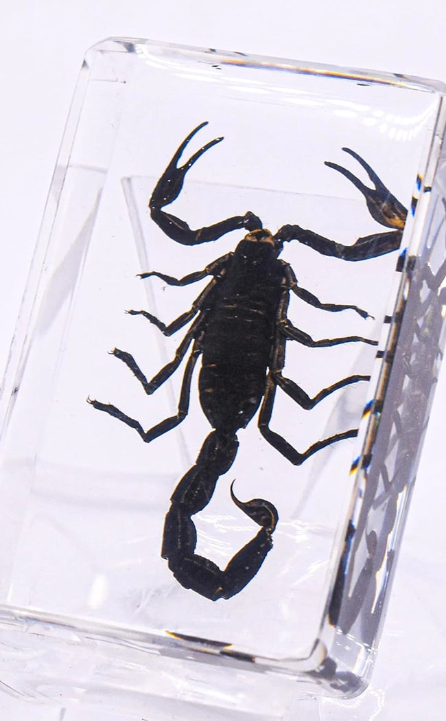 Scorpions in Resin Curiosity-Oddities & Curiosities-Tragic Beautiful