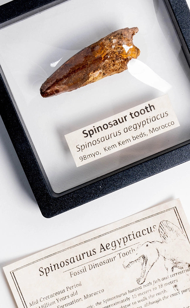 Spinosaurus Tooth Fossil in Display Case