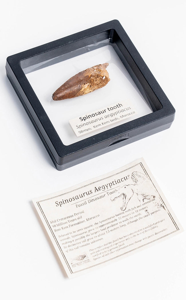 Spinosaurus Tooth Fossil in Display Case