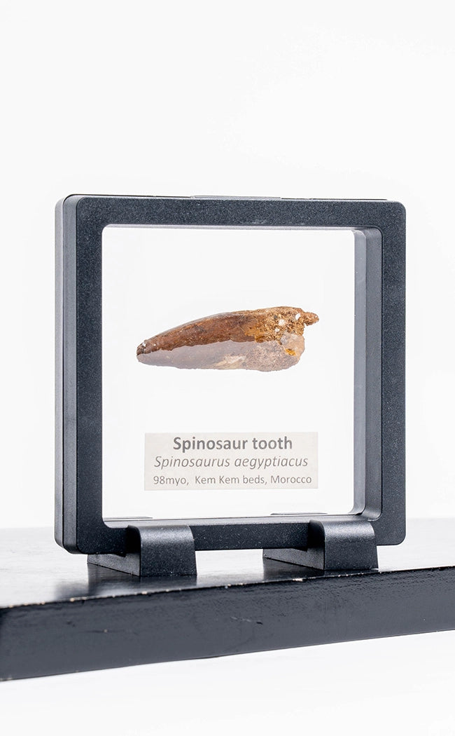 Spinosaurus Tooth Fossil in Display Case