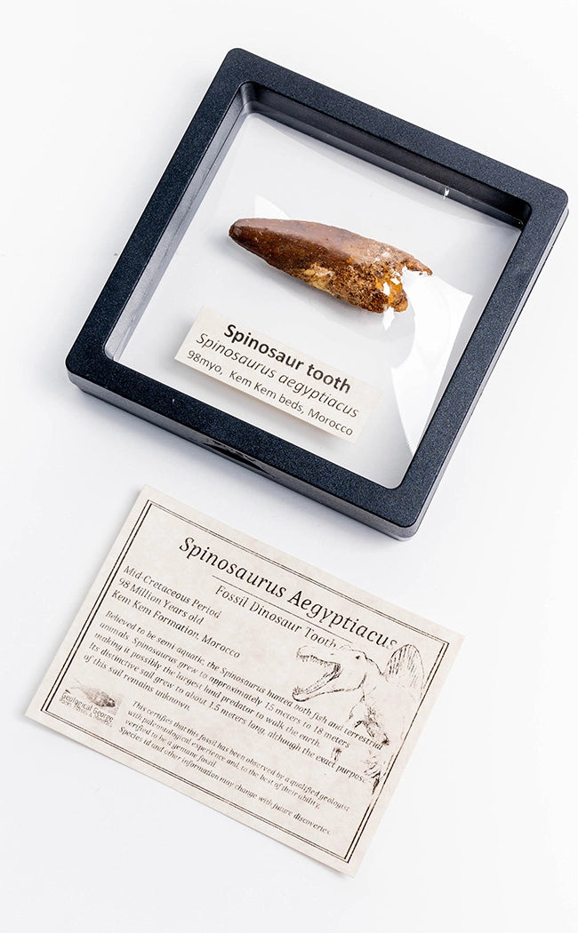 Spinosaurus Tooth Fossil in Display Case