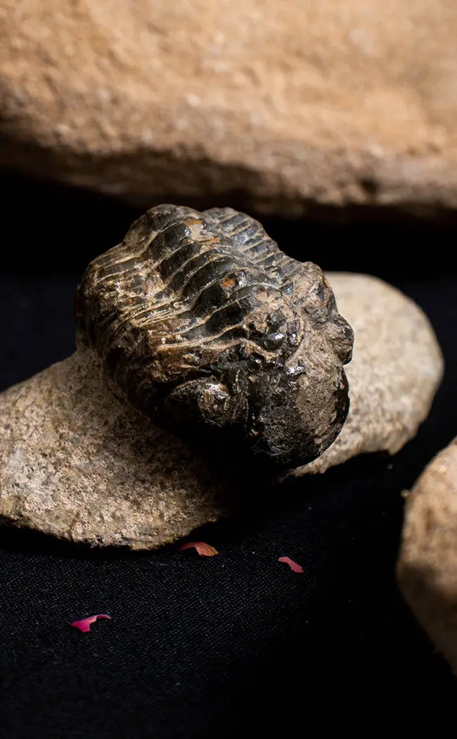 Trilobite Fossils In Matrix