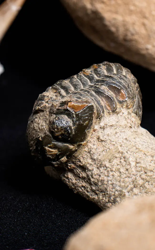 Trilobite Fossils In Matrix