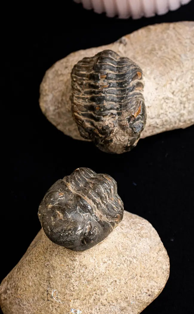 Trilobite Fossils In Matrix