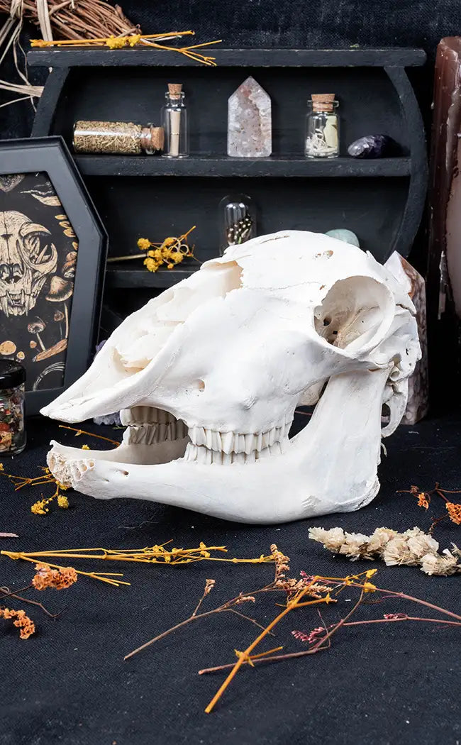 Australian Sheep Skull