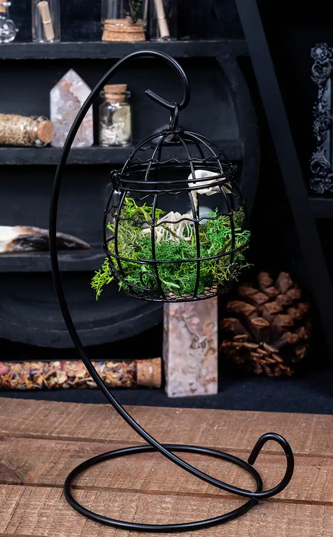Bird Skeleton in Hanging Cage