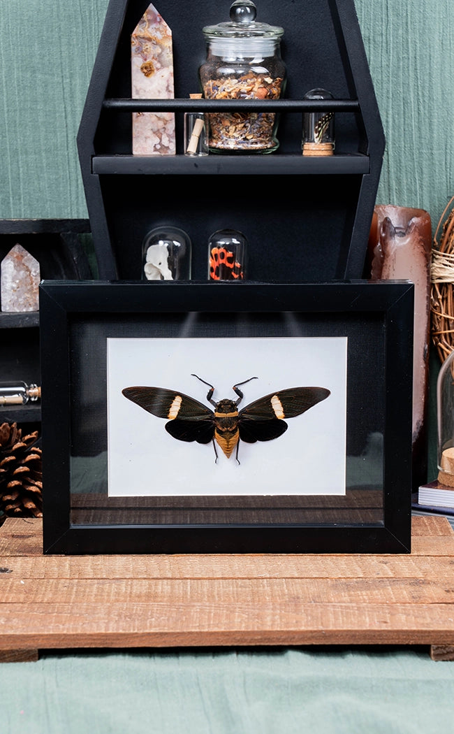 Black Cicada in Shadow Box