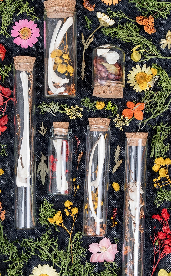 BLACK FRIDAY SPECIAL | Upgraded Curiosity Box