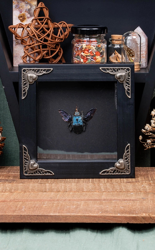 Blue Carpenter Bee in Antique Frame