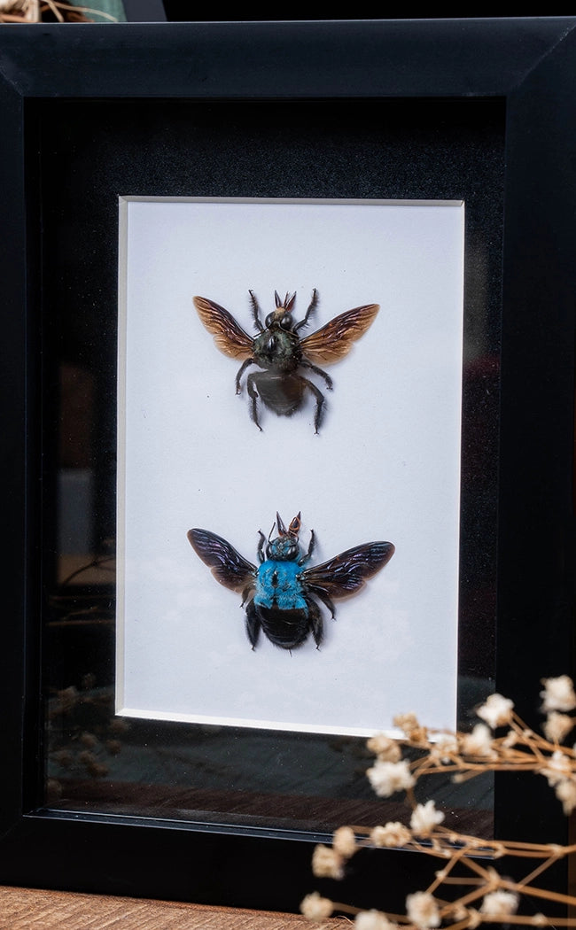 Blue Carpenter Bee Pair In Shadow Box Frame