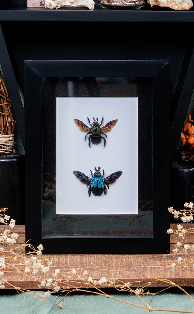 Blue Carpenter Bee Pair In Shadow Box Frame