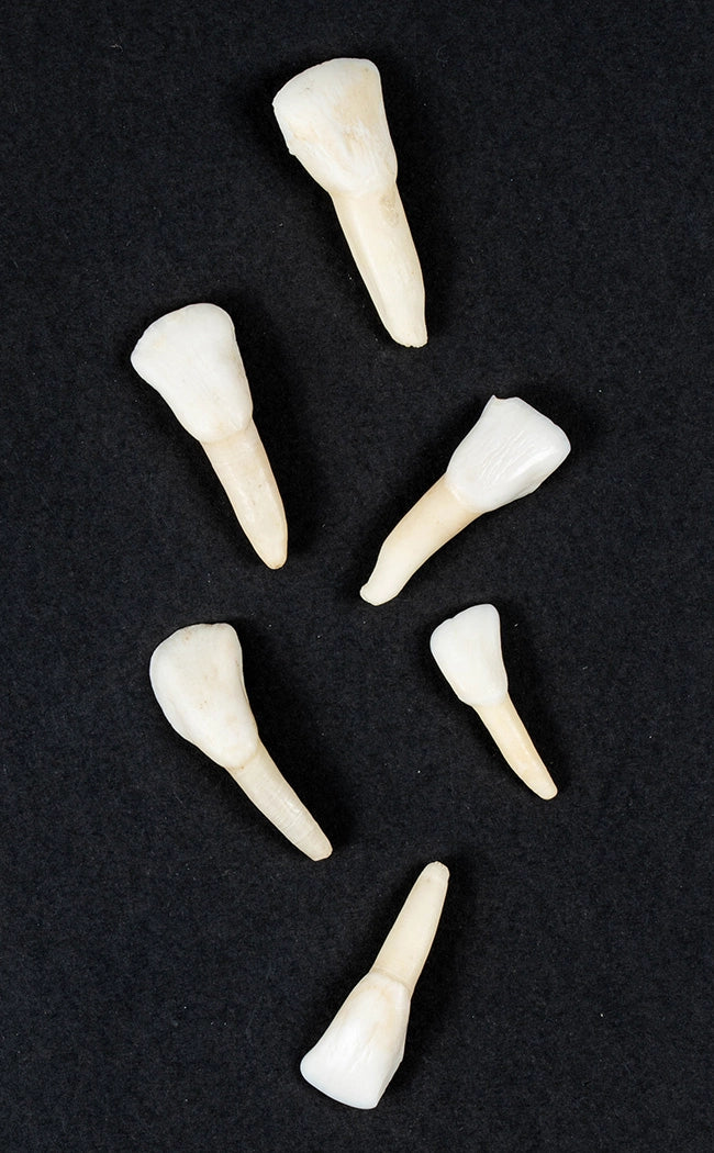 Cow Tooth In Vial