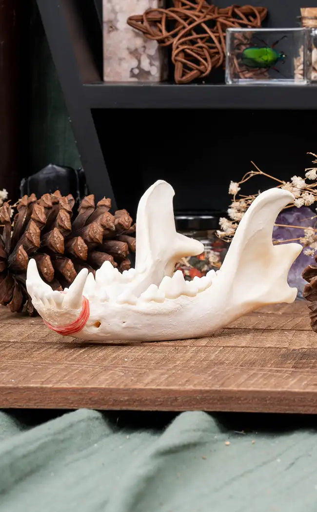 Coyote Mandibles Jaw Bones