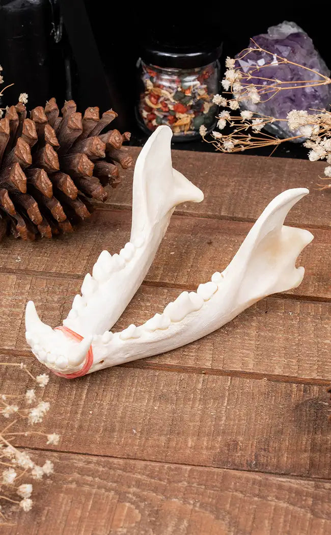 Coyote Mandibles Jaw Bones