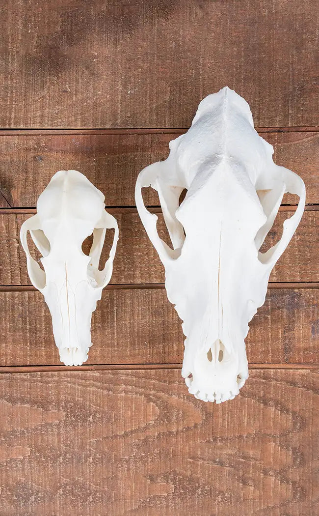 Coyote Skull