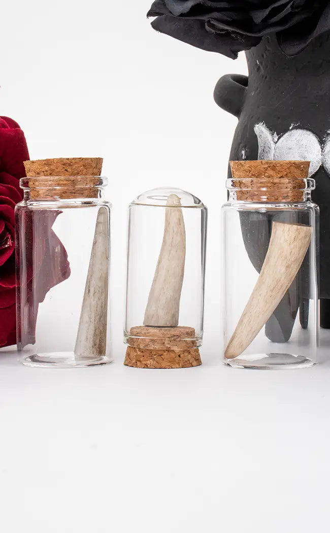 Deer Antler-Witchcraft Supplies-Tragic Beautiful