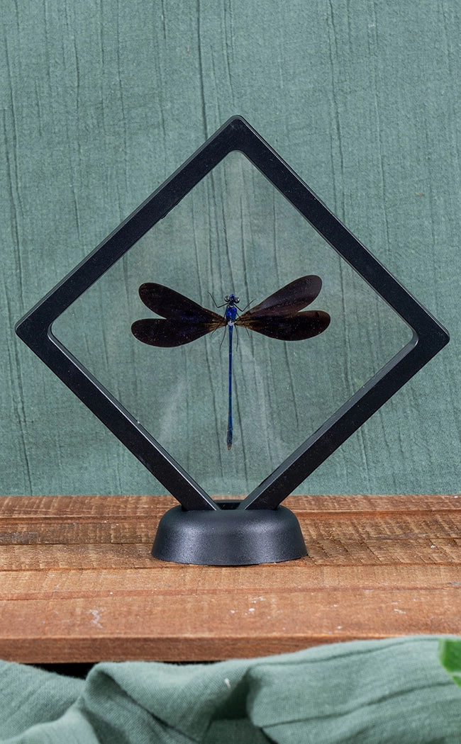 Velvety Blue Dragonfly in Display Case | Vestalis luctuosa
