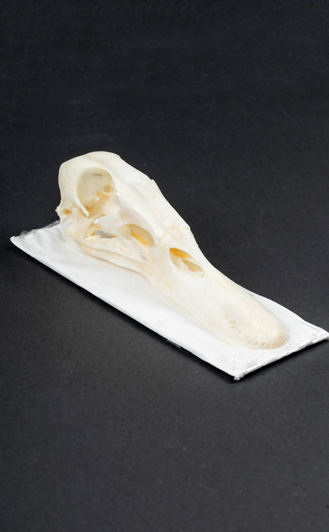 Duck Skull | Mallard